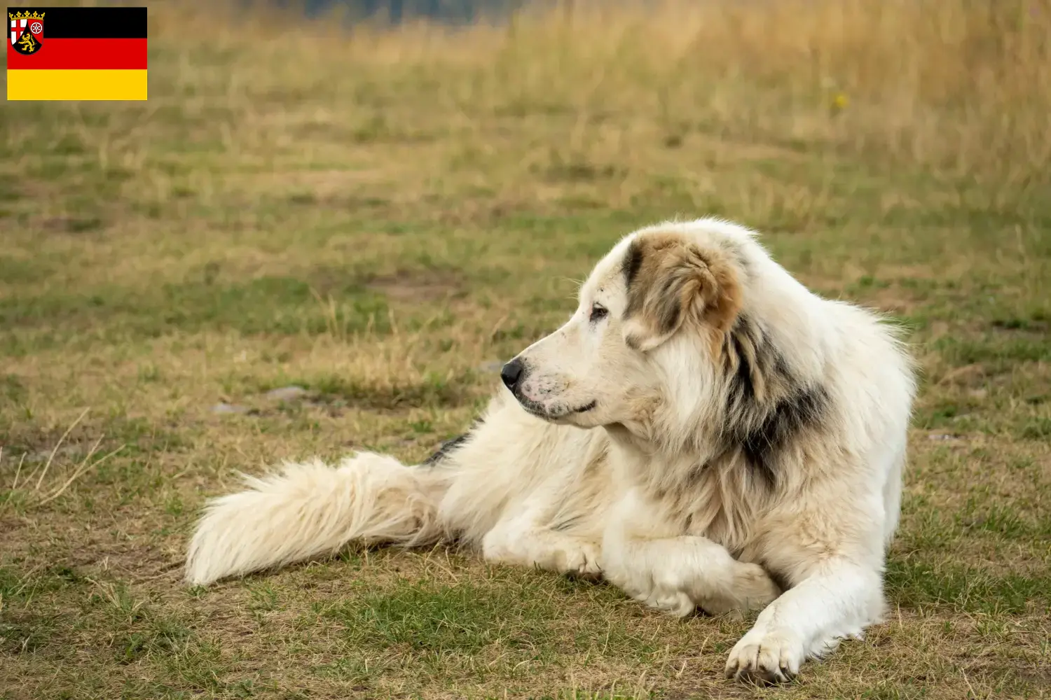 Aidi puppies and breeders Rhineland-Palatinate Here you can find Aidis breeders in Rhineland-Palatinate.