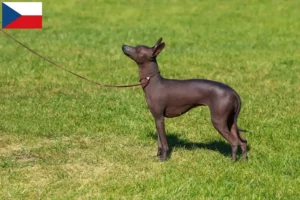Read more about the article Peruvian Hairless Dog Breeder and Puppies in Czech Republic