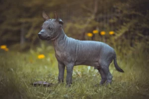 Read more about the article Poodle breeders and puppies in Ireland