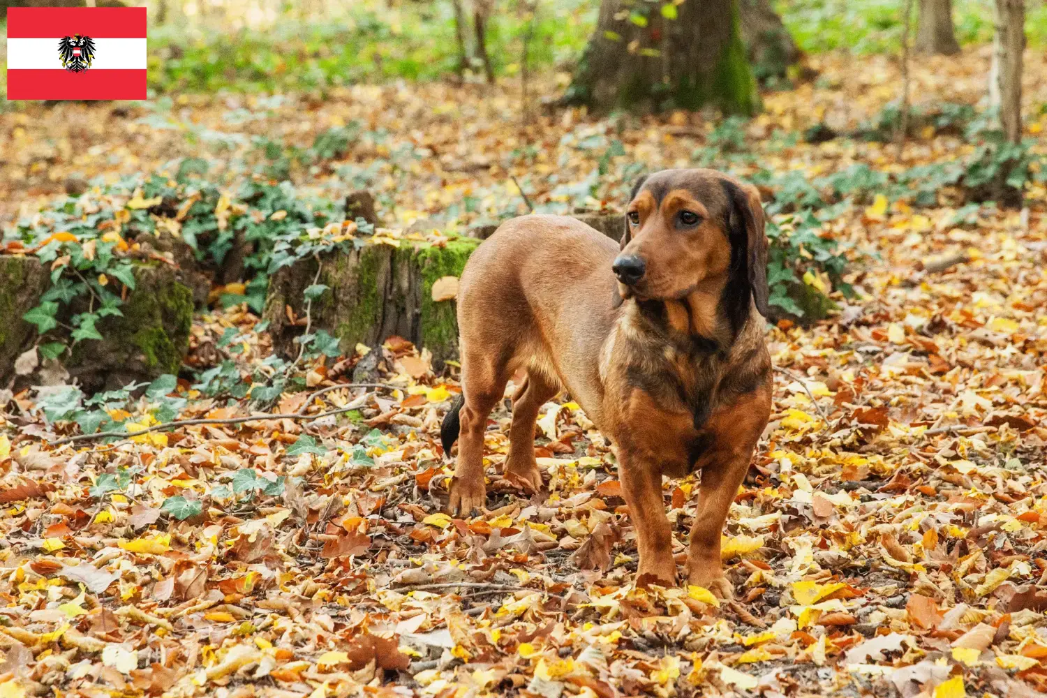 Alpine Dachsbracke puppies and breeders Austria Here you can find Alpine Dachsbracken breeders in Austria.
