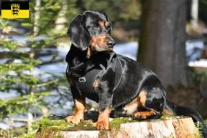 Read more about the article Alpine Dachsbracke breeders and puppies in Baden-Württemberg