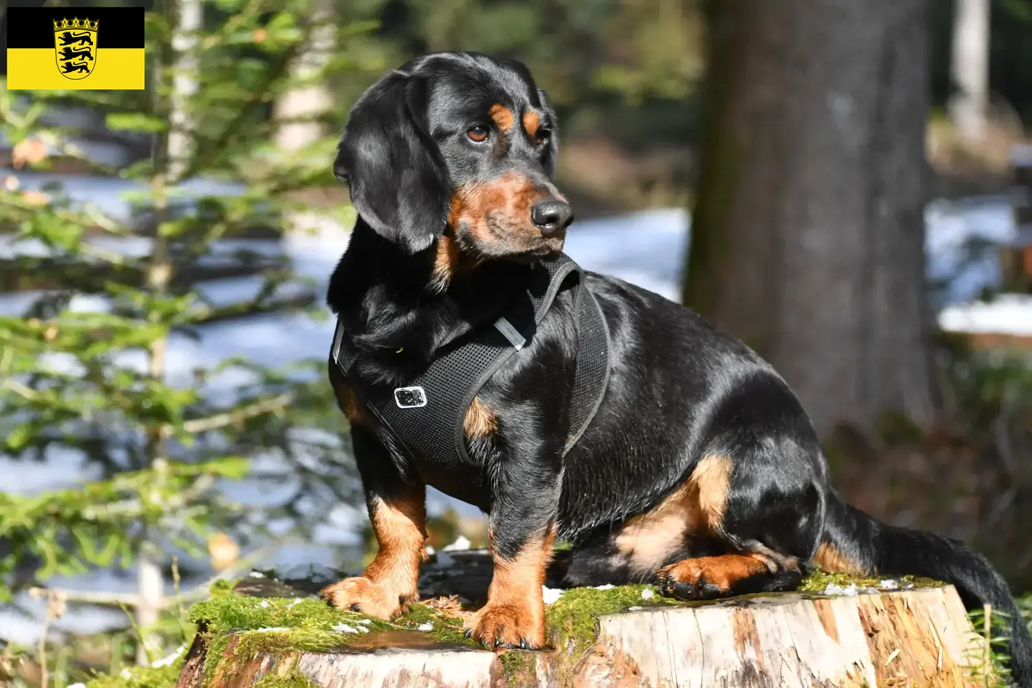 Alpine Dachsbracke puppies and breeders Baden-Württemberg Here you can find Alpine Dachsbracken breeders in Baden-Württemberg.