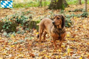 Read more about the article Alpine Dachsbracke breeders and puppies in Bavaria
