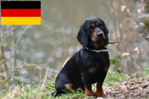 Read more about the article Alpine Dachsbracke breeders and puppies in Germany