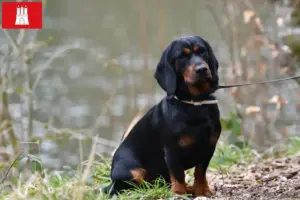 Read more about the article Alpine Dachsbracke breeders and puppies in Hamburg