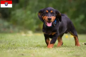 Read more about the article Alpine Dachsbracke breeders and puppies in Hesse