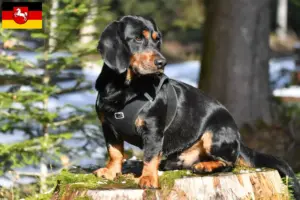 Read more about the article Alpine Dachsbracke breeders and puppies in Lower Saxony
