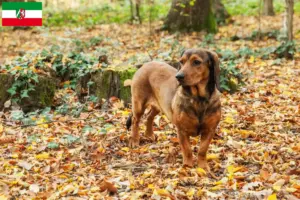 Read more about the article Alpine Dachsbracke breeders and puppies in North Rhine-Westphalia