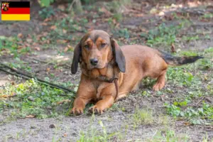 Read more about the article Alpine Dachsbracke breeders and puppies in Rhineland-Palatinate