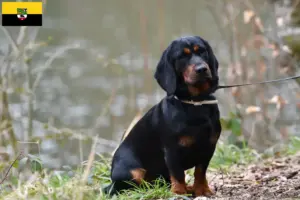 Read more about the article Alpine Dachsbracke breeders and puppies in Saxony-Anhalt