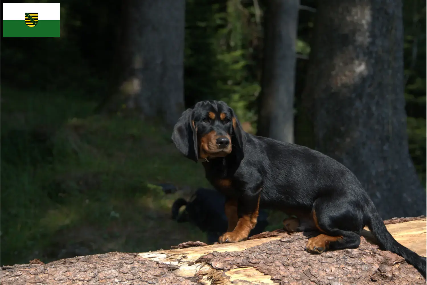Alpine Dachsbracke puppies and breeders Saxony Here you can find Alpine Dachsbracken breeders in Saxony.