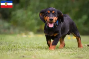 Read more about the article Alpine Dachsbracke breeders and puppies in Schleswig-Holstein