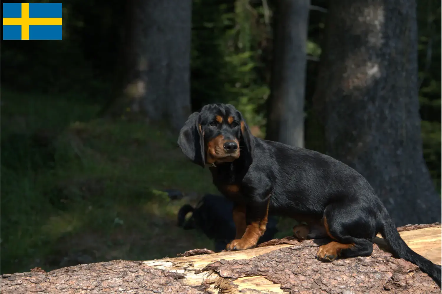 Alpine Dachsbracke puppies and breeders Sweden Here you can find Alpine Dachsbracken breeders in Sweden.