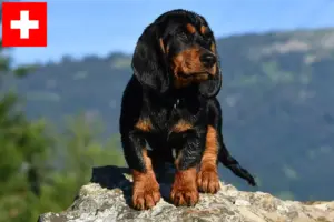 Read more about the article Alpine Dachsbracke breeders and puppies in Switzerland