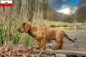 Read more about the article Alpine Dachsbracke breeders and puppies in Thuringia