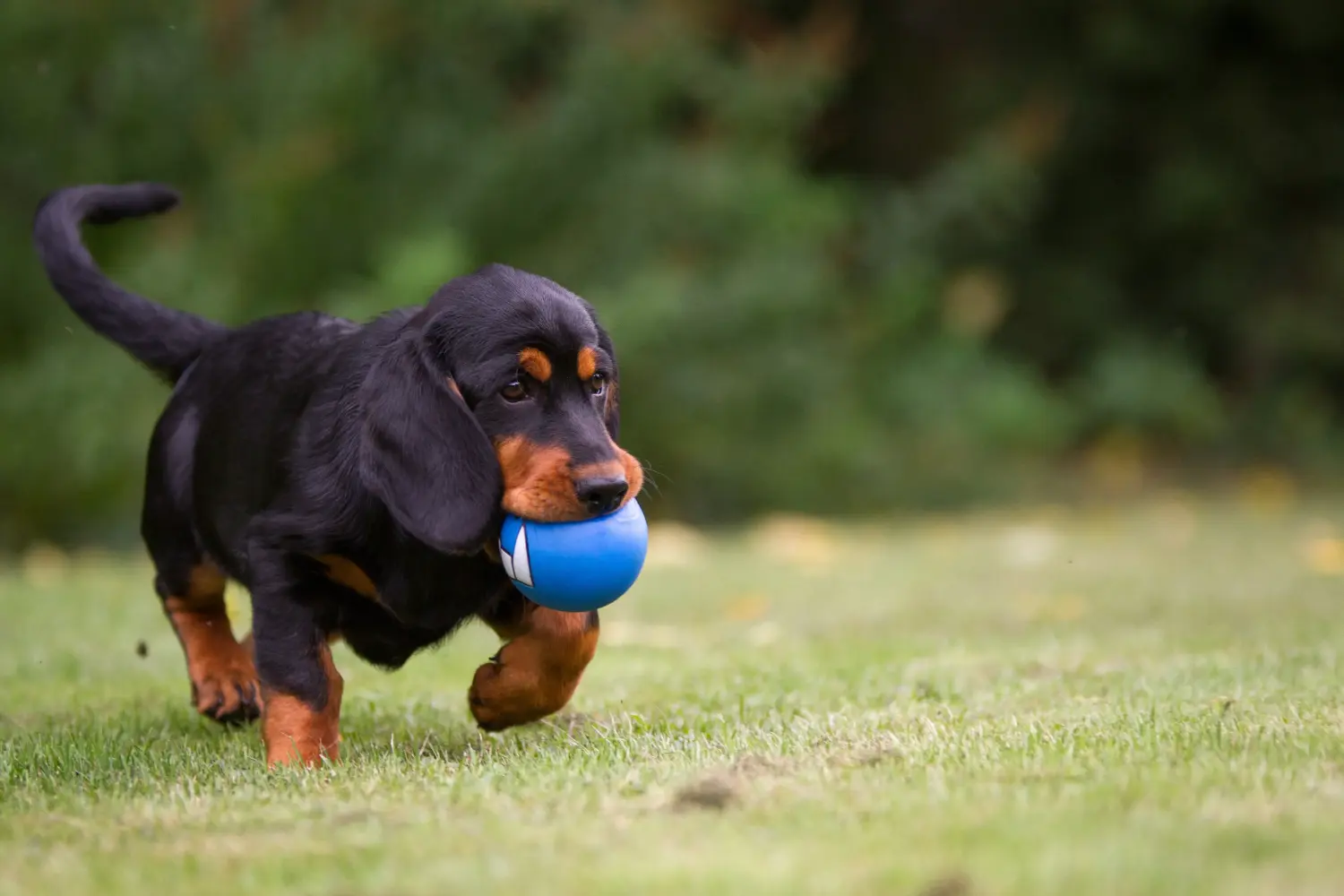 Buying an Alpine Dachsbracke puppy means taking responsibility! Buy Alpine Dachsbracke puppies.
