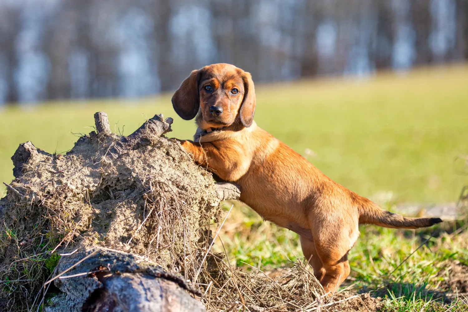Buying an Alpine Dachsbracke puppy means taking responsibility! Buy Alpine Dachsbracke puppies.