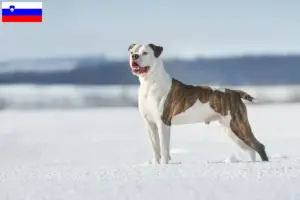 Read more about the article American Bulldog breeders and puppies in Slovenia