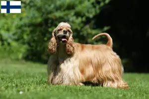 Read more about the article American Cocker Spaniel breeders and puppies in Finland
