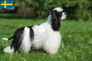 Read more about the article American Cocker Spaniel breeders and puppies in Sweden