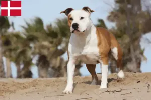Read more about the article American Staffordshire Terrier breeders and puppies in Denmark