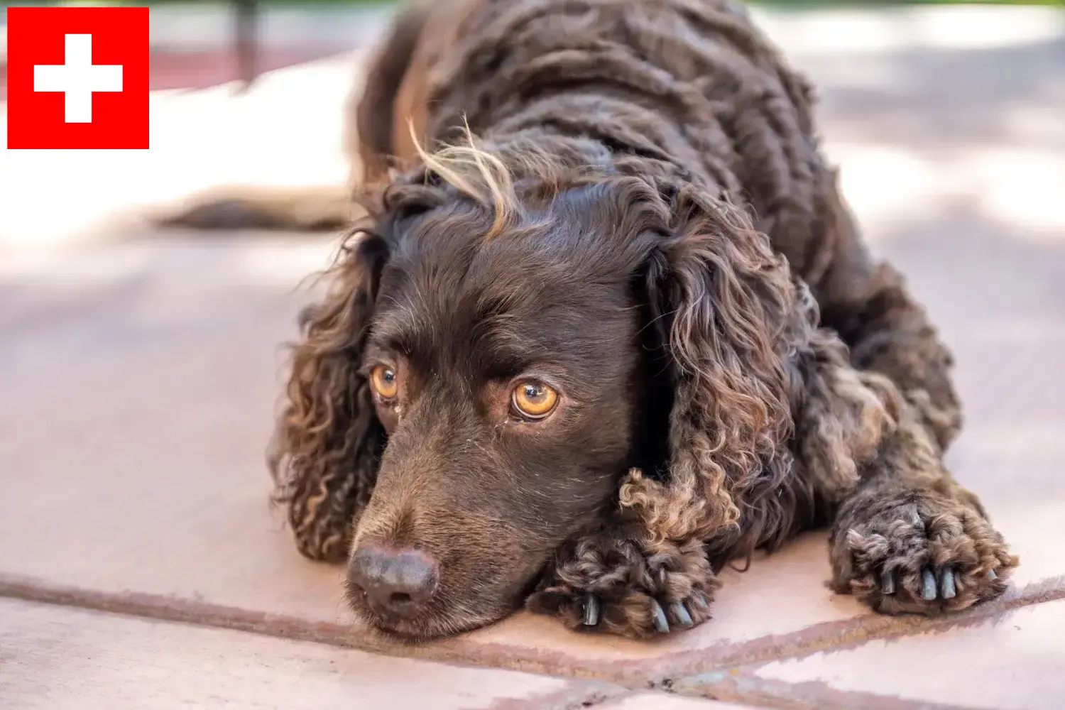 American Water Spaniel puppies and breeders Switzerland Here you can find American Water Spaniels breeders in Switzerland.