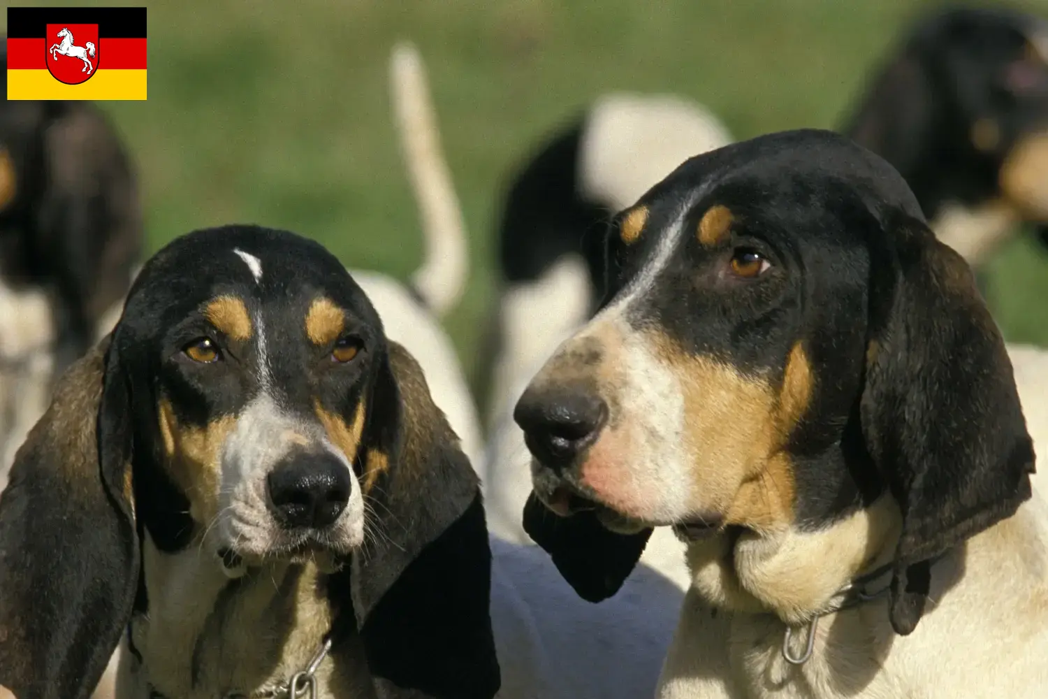 Ariégeois puppies and breeders Lower Saxony Here you can find Ariégeois breeders in Lower Saxony.