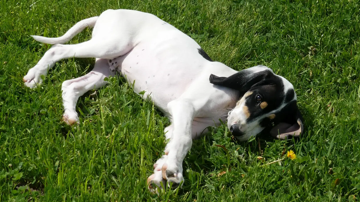 Buying an Ariégeois puppy means taking responsibility! Buy Ariégeois puppies.