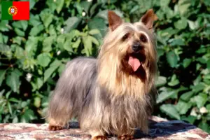 Read more about the article Australian Silky Terrier breeders and puppies in Portugal