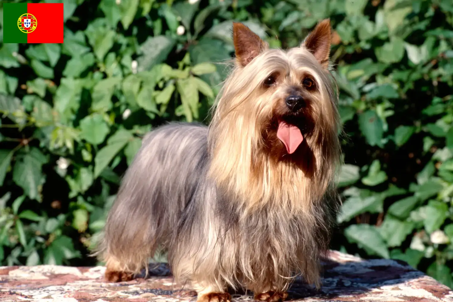 Read more about the article Australian Silky Terrier breeders and puppies in Portugal