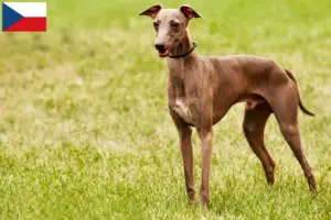 Read more about the article Azawakh breeders and puppies in the Czech Republic