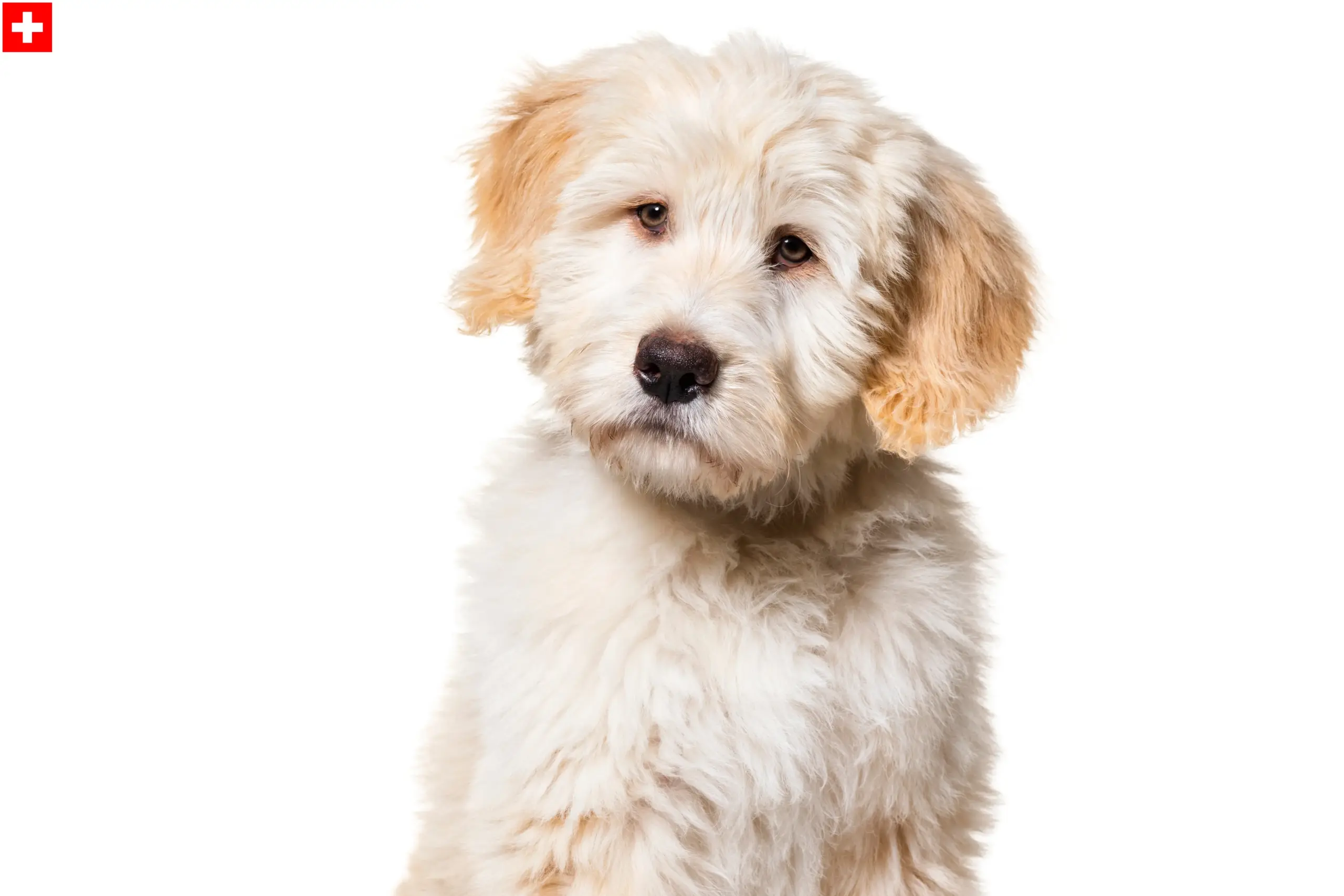 Read more about the article Barbado da Terceira breeders and puppies in Switzerland