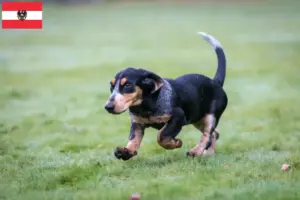 Read more about the article Basset bleu de Gascogne breeders and puppies in Austria
