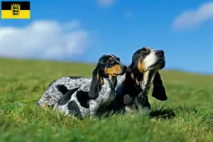 Read more about the article Basset bleu de Gascogne breeders and puppies in Baden-Württemberg