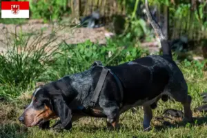 Read more about the article Basset bleu de Gascogne breeders and puppies in Brandenburg