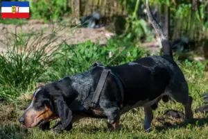 Read more about the article Basset bleu de Gascogne breeders and puppies in Schleswig-Holstein