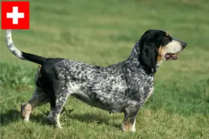 Read more about the article Basset bleu de Gascogne breeders and puppies in Switzerland