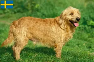 Read more about the article Basset fauve de Bretagne breeders and puppies in Sweden