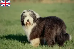 Read more about the article Bearded Collie breeders and puppies in Great Britain