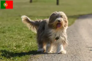 Read more about the article Bearded Collie breeders and puppies in Portugal