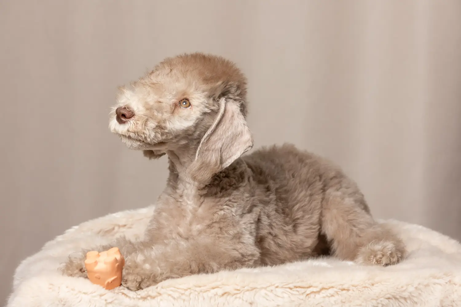 Buying a Bedlington Terrier puppy means taking responsibility! Buy Bedlington Terrier puppies.