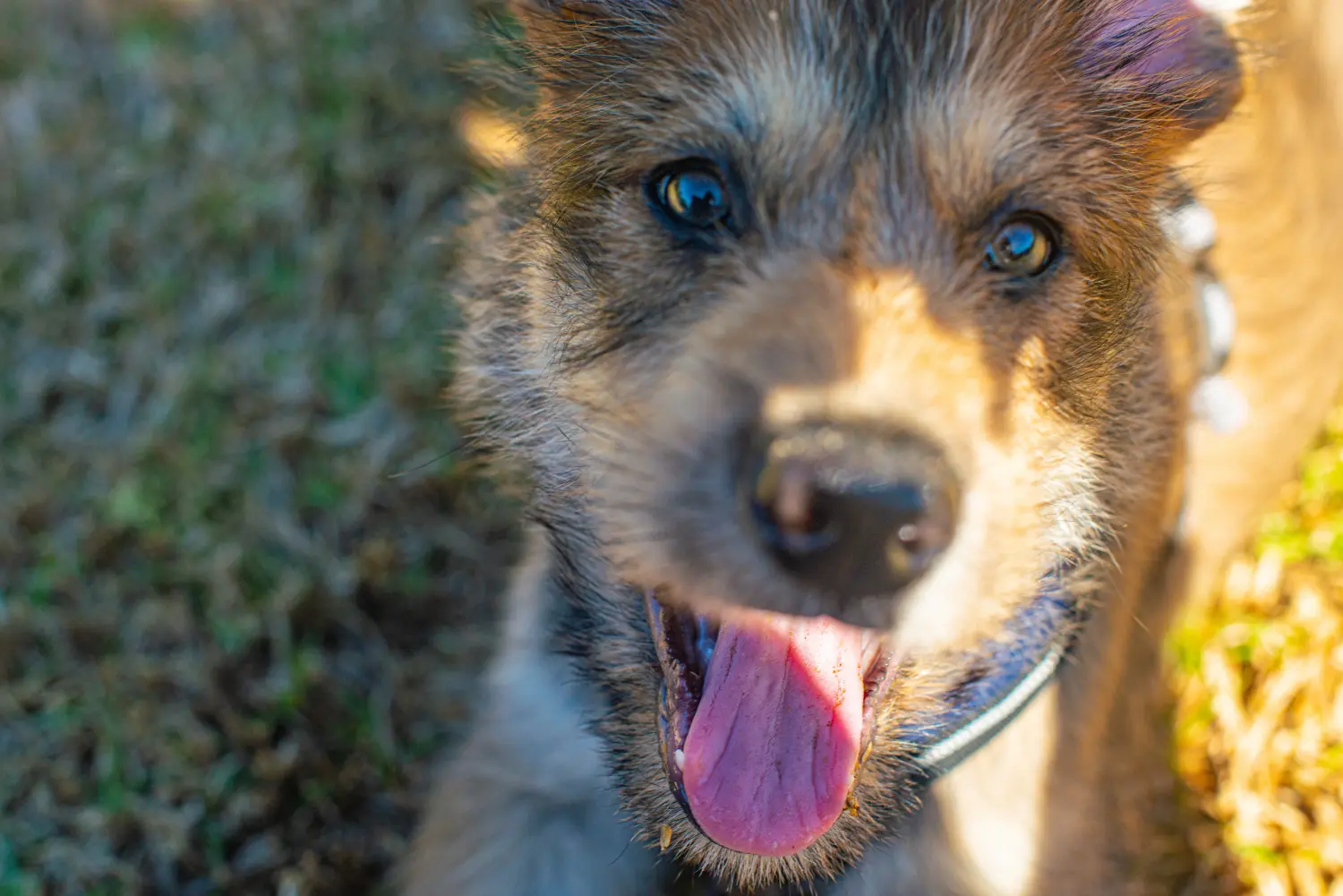Buying a Berger de Picardie puppy means taking responsibility! Buy Berger de Picardie puppies.