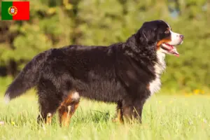 Read more about the article Bernese Mountain Dog Breeder and Puppies in Portugal
