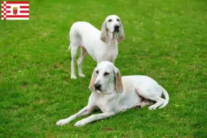 Read more about the article Billy breeder and puppies in Bremen