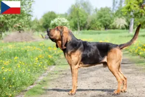 Read more about the article Bloodhound breeders and puppies in the Czech Republic