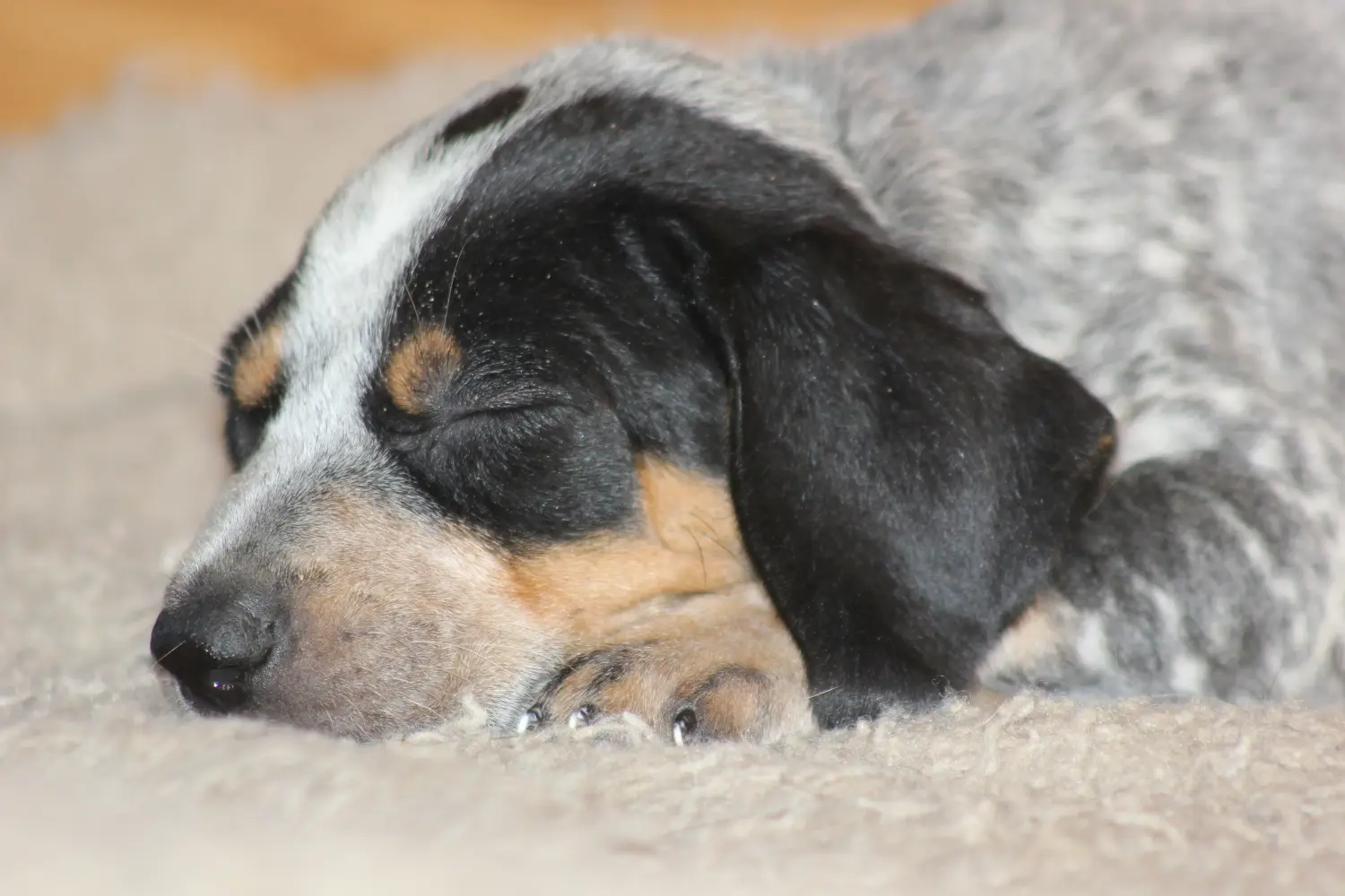 Buying a Bluetick Coonhound puppy means taking responsibility! Buy Bluetick Coonhound puppies.