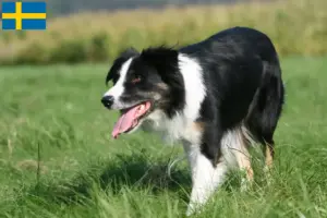 Read more about the article Border Collie breeders and puppies in Sweden