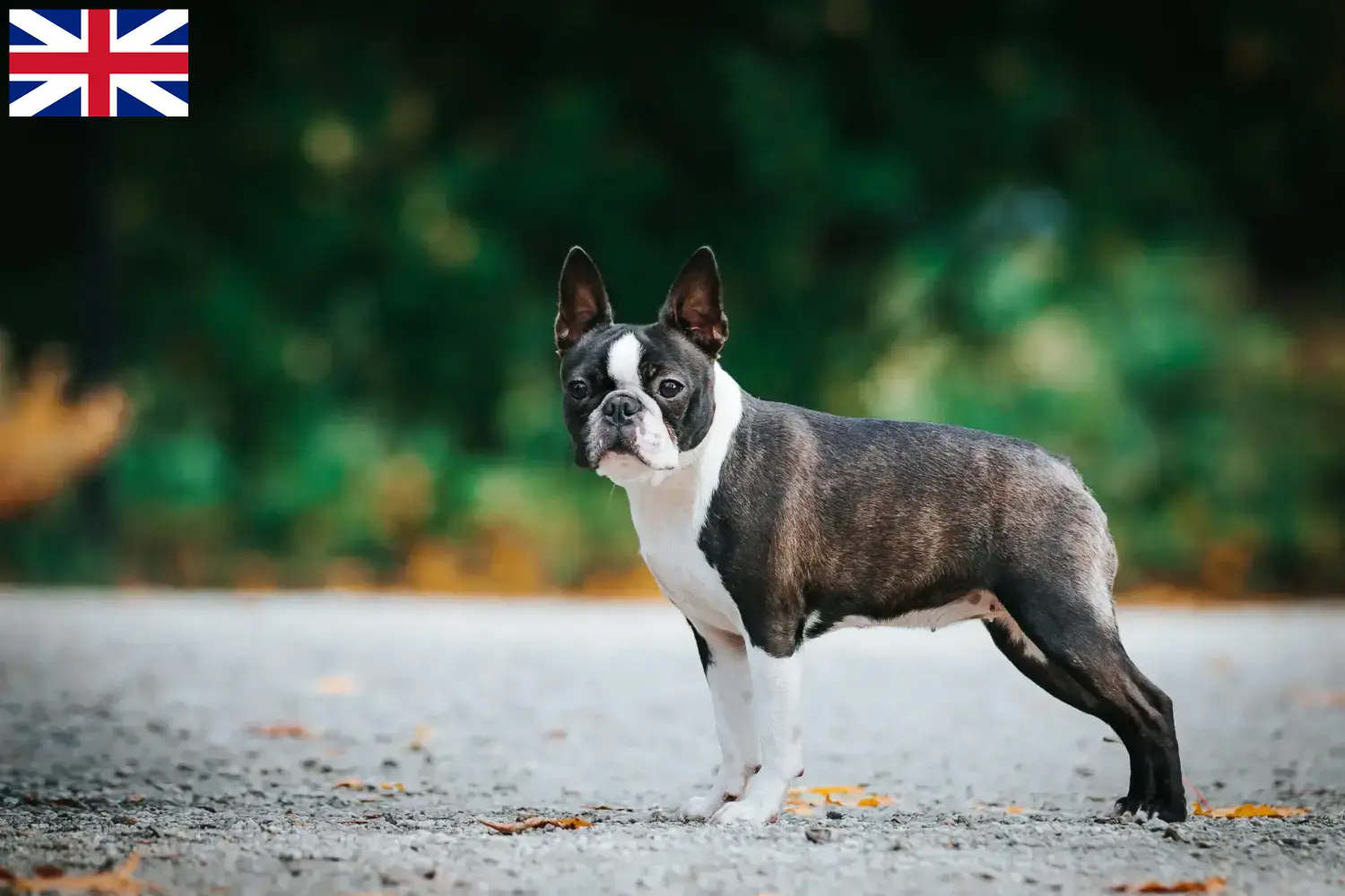 Read more about the article Boston Terrier breeders and puppies in Great Britain