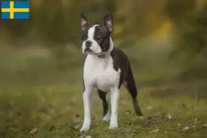 Read more about the article Boston Terrier breeders and puppies in Sweden
