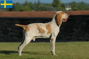 Read more about the article Bracco Italiano breeders and puppies in Sweden